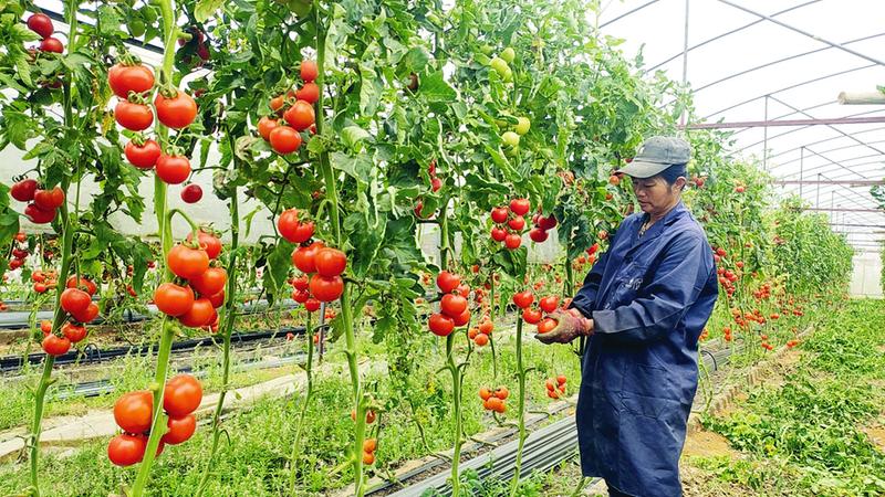 (农明孟 摄)时下,在武鸣区府城镇永共村果蔬种植基地,一排排温室大棚