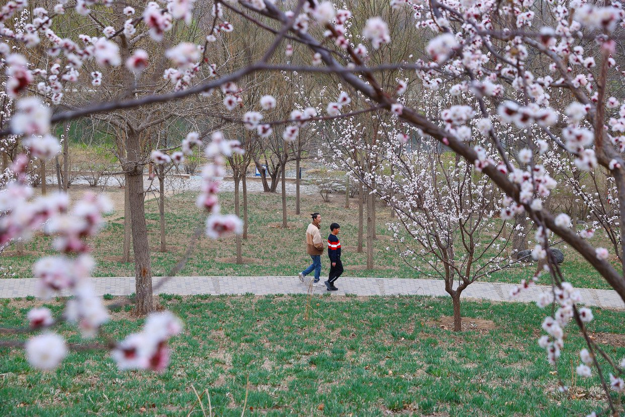 △市民一边散步一边赏桃花。
