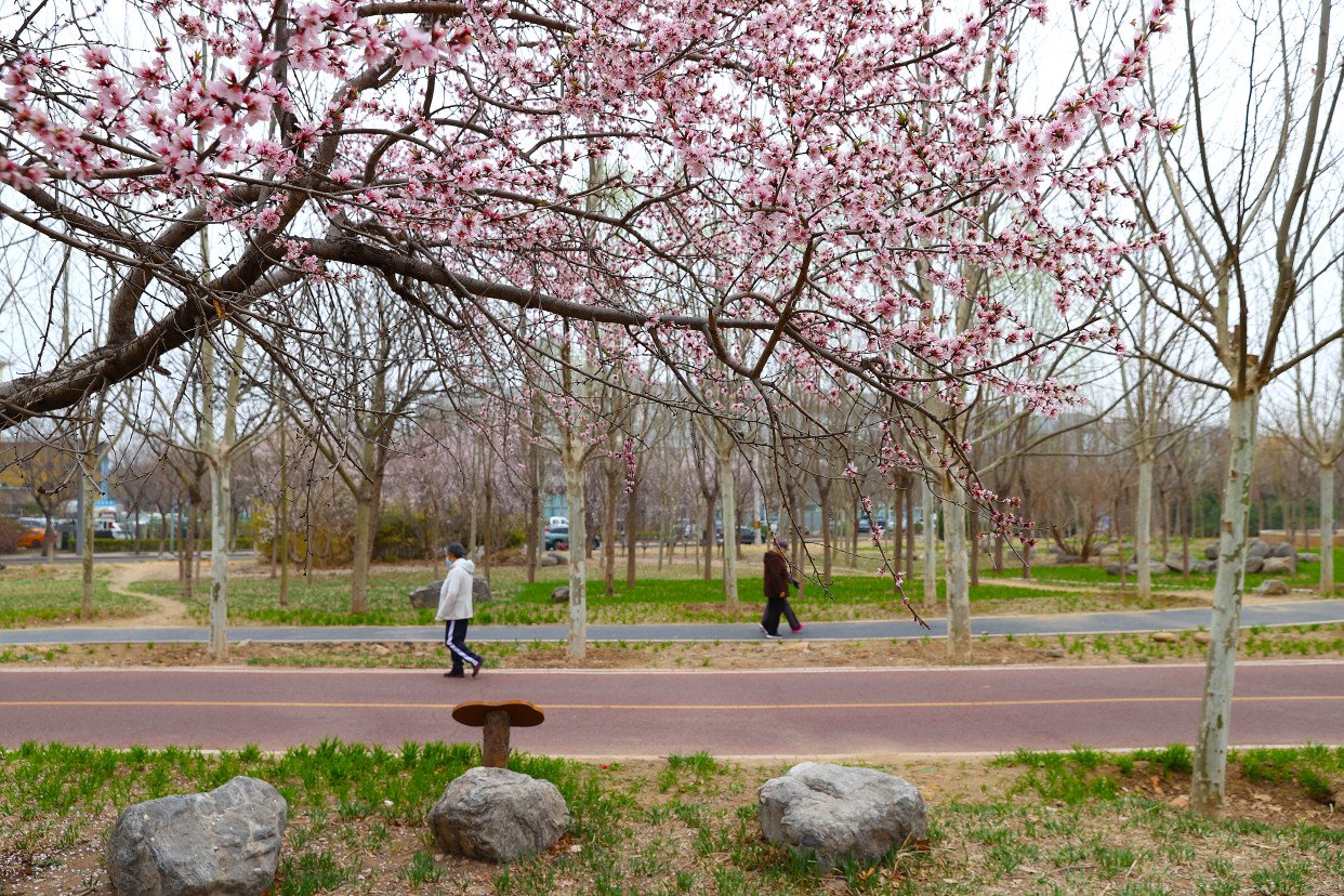△市民在桃花盛开的绿道漫步。