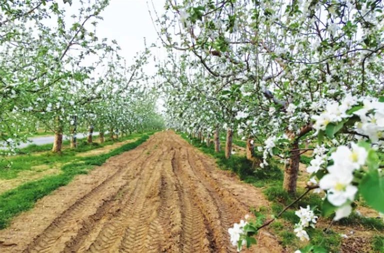 真人cs等户外运动唤醒冬日沉睡的精神,在碧山用"花艳惊上春"的漫天粉