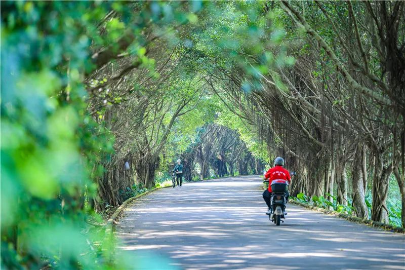不少市民游客在南渡江畔的林荫道骑行散步。海口日报记者 苏弼坤 摄
