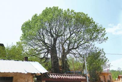 渔门镇高坪村1100多年树龄的椴树。 盐边县委宣传部供图