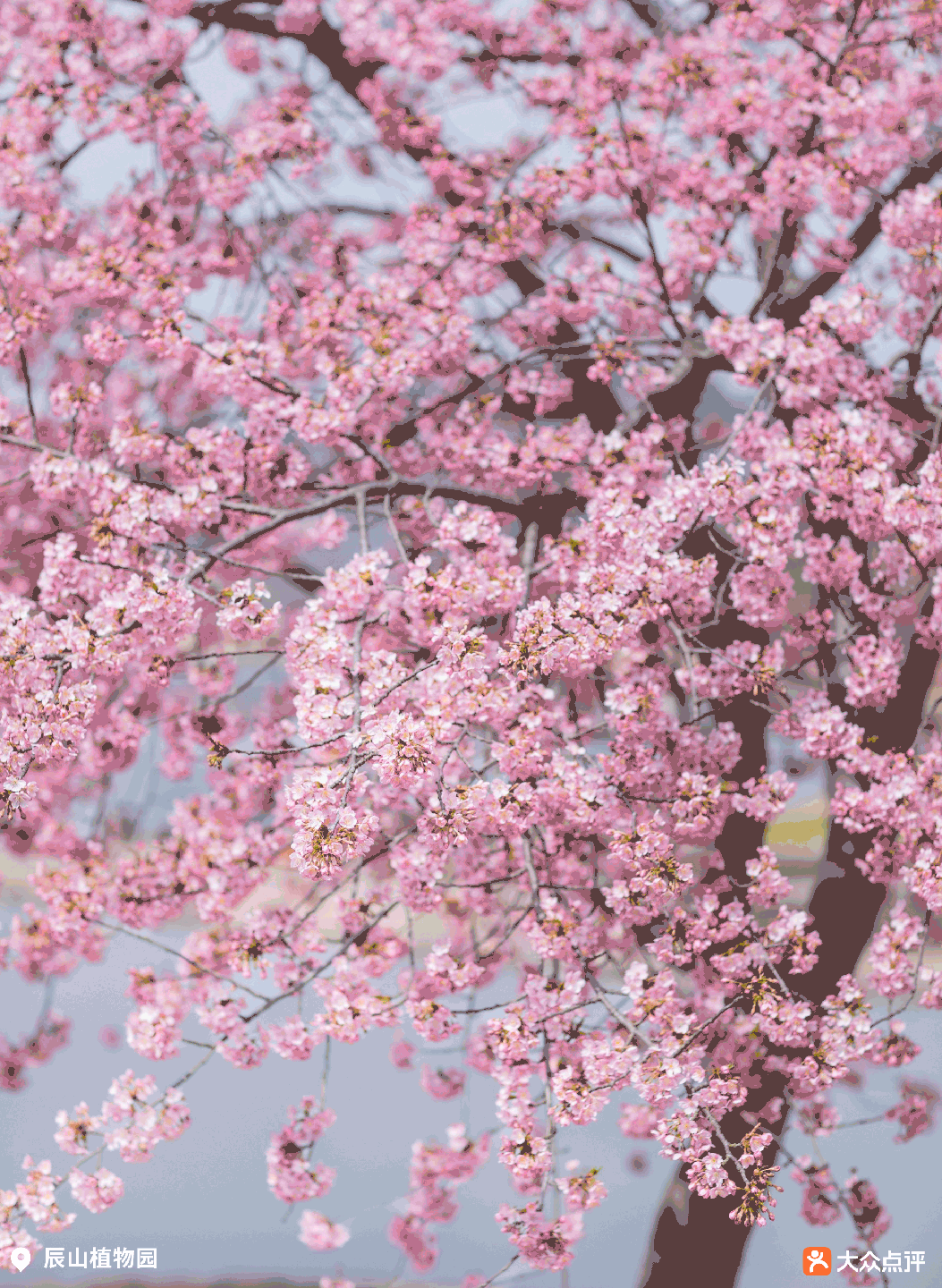 申城明日气温飙升一日两季上海赏樱攻略来了错过等一年