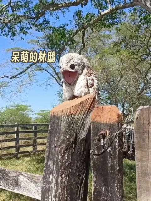 偶遇呆萌的林鸱，原来它的叫声是这样啊？ 哈哈哈张大的嘴，可爱、略带点阔怕_新浪新闻