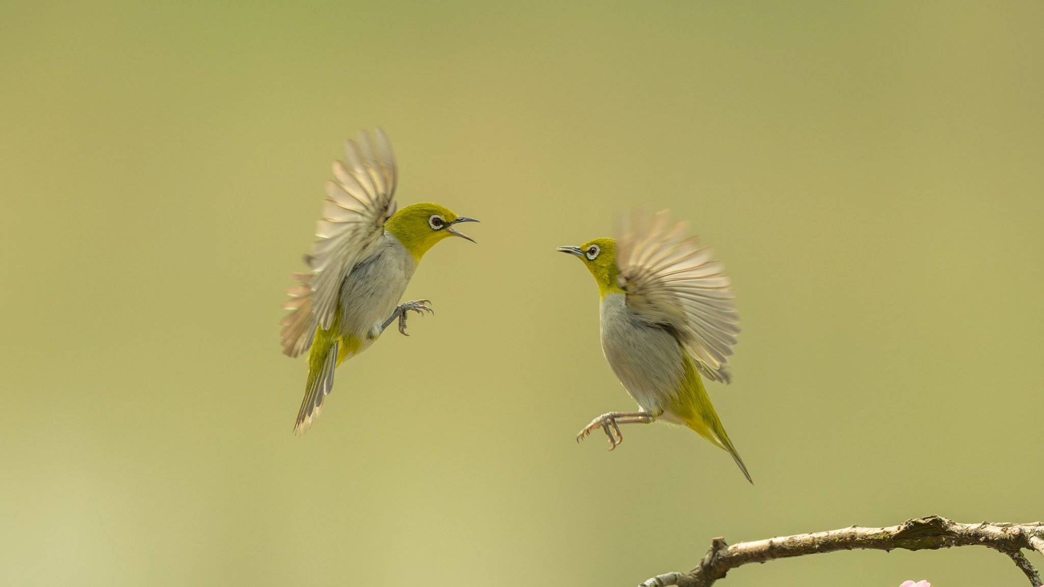 2024上海及长三角地区索尼杯生态摄影大赛启动