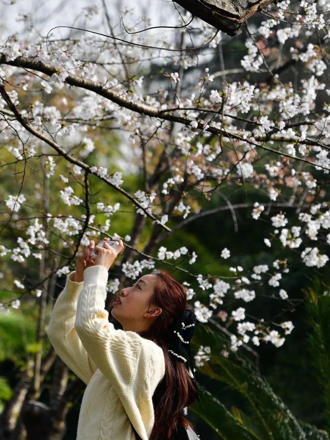 汉口江滩樱花林。