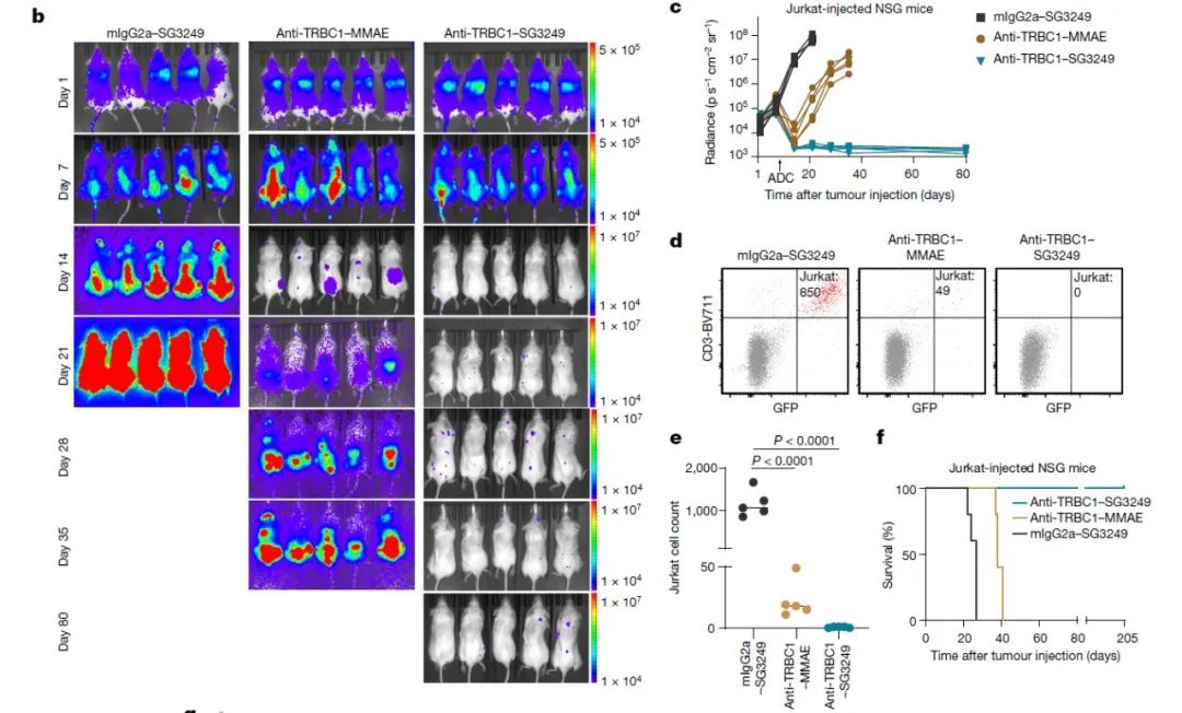 ▲靶向TRBC1的ADC的体内实验结果（图片来源：参考资料[1]）