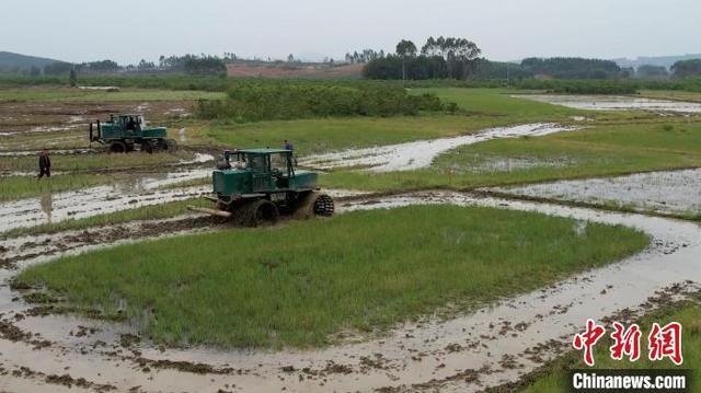 象州县的农机正在犁田。象州县农机中心供图