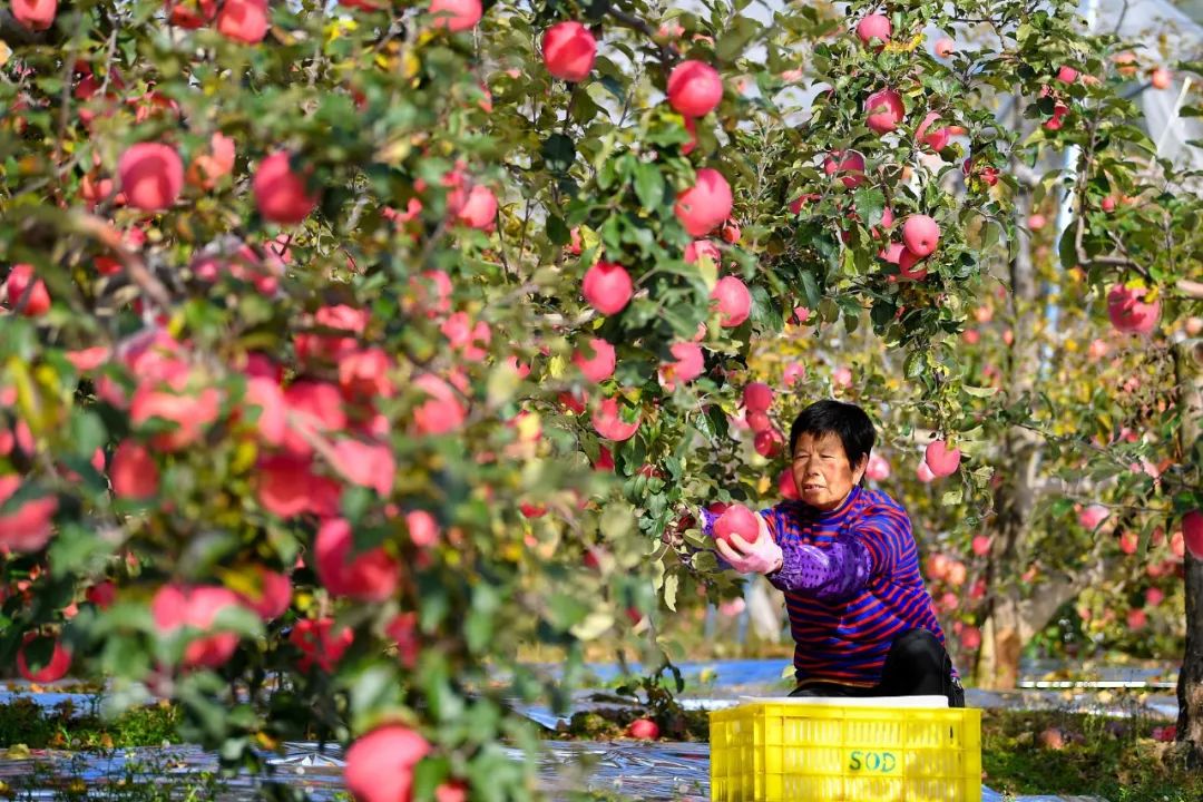 花牛苹果可与美国蛇果、日本富士苹果媲美，是“世界三大知名苹果”之一，而天水则是花牛苹果之乡。（图/视觉中国）
