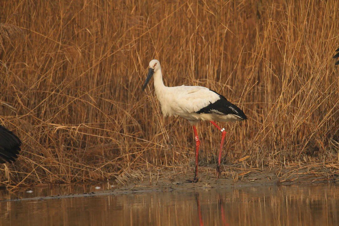 "鸟中国宝"东方白鹳"做客"沙河水库!_新浪财经_新浪网
