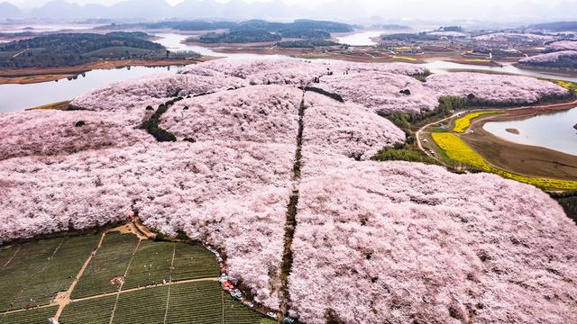 贵州省贵安新区樱花园风貌(3月21日摄,无人机照片).