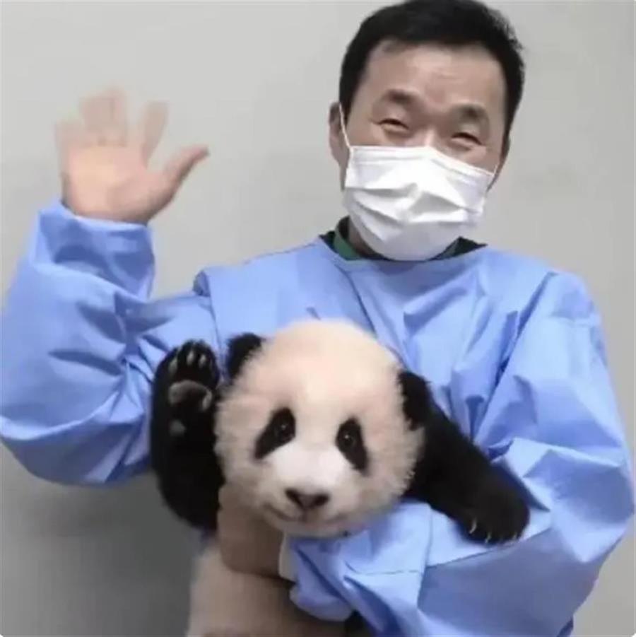 旅韩大熊猫“福宝”将在韩方饲养员护送下返回中国|韩国|姜爷爷|树坪|基地|卧龙_新浪新闻
