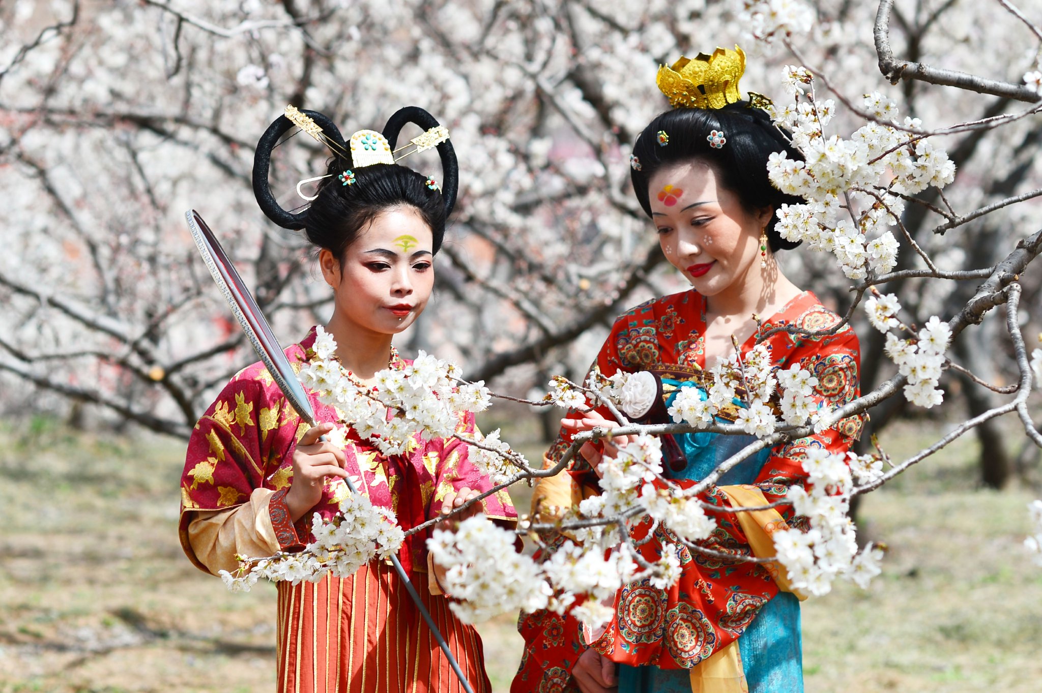      3月29日，青岛市城阳区夏庄街道山色峪的三千亩樱桃花盛开，游客在体验唐时踏青郊游的意境。王海滨 摄