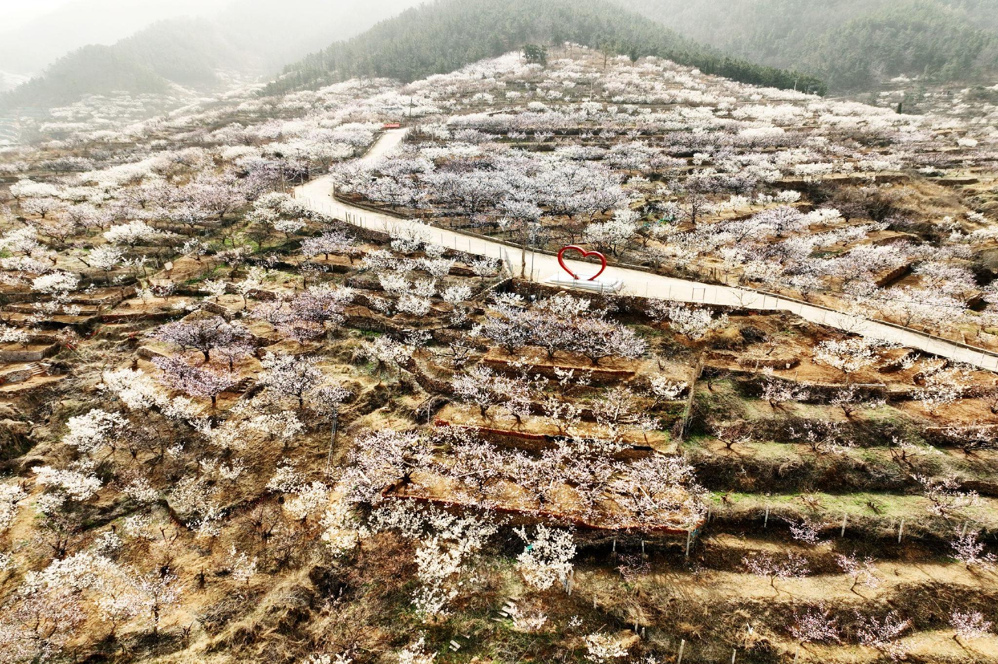     3月29日，青岛市城阳区夏庄街道山色峪的3千亩樱桃花漫山绽放、如云似雪。王海滨 摄