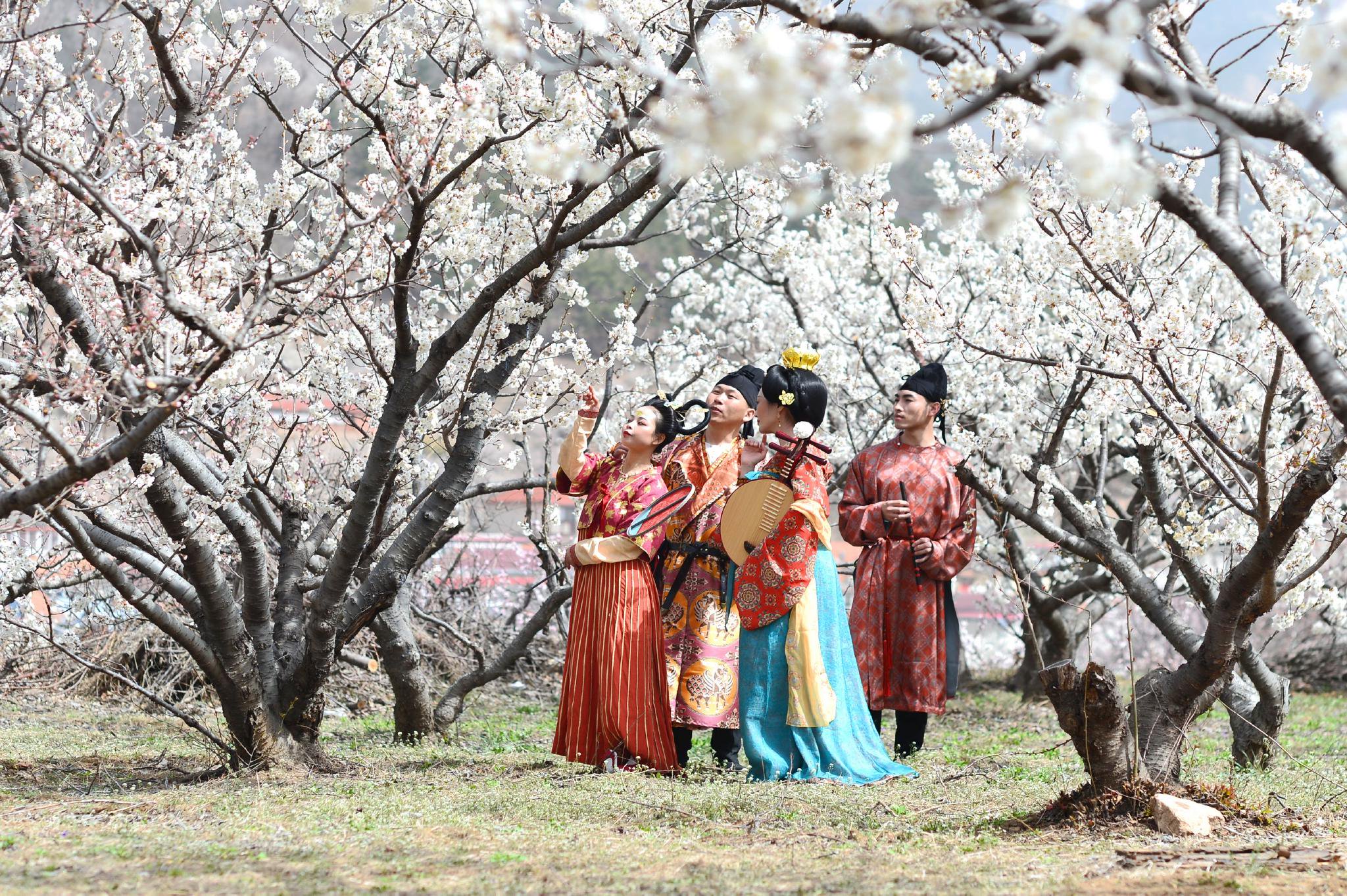 3月29日，青岛市城阳区夏庄街道山色峪的三千亩樱桃花盛开，游客在体验唐时踏青郊游的意境。王海滨 摄