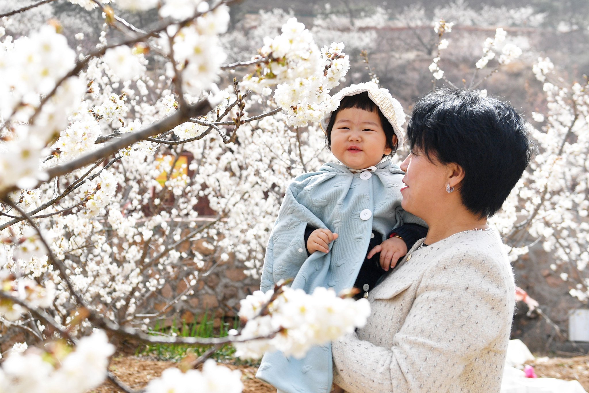3月29日，在青岛市城阳区夏庄街道山色峪樱桃园，市民与小朋友前来踏青赏花。王海滨 摄