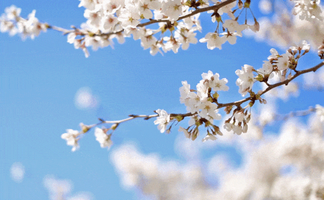 李白|长安_新浪新闻