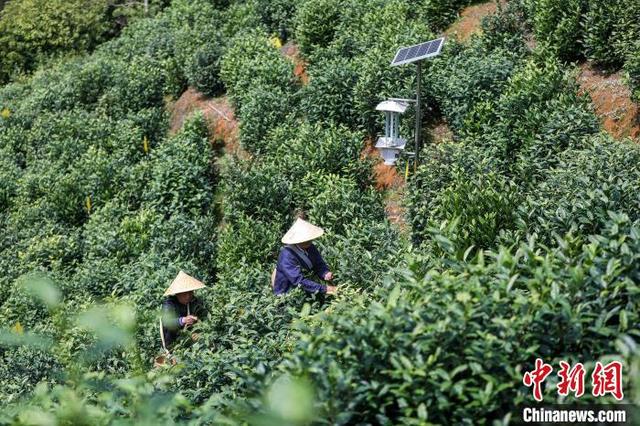 采茶工人在茶园采摘茶叶。樊成柱摄