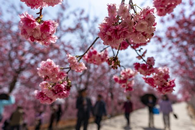 宜良县山后樱花谷里的樱花。新华社记者 陈欣波 摄