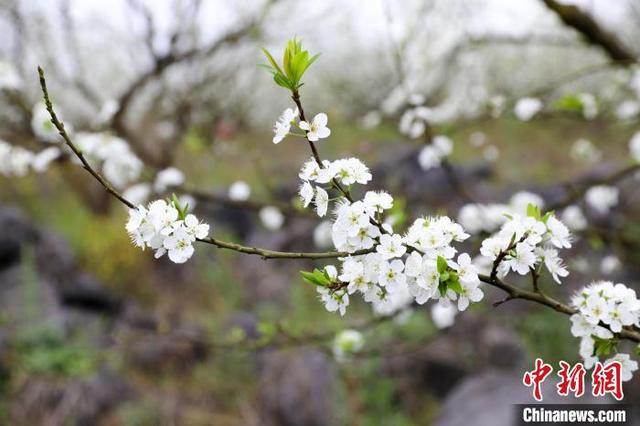 李花花瓣洁白如雪。覃子苡 摄