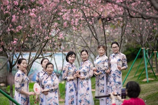 "花"式打卡"绿美黄埔"|樱花_新浪财经_新浪网