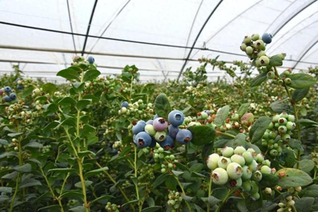 3月8日，蒙自市草坝镇种植大棚里的蓝莓。新华社记者熊轩昂 摄