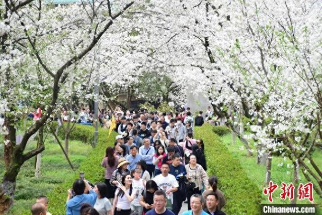 3月23日，武汉大学樱花处在盛花期，赏樱游客摩肩接踵。马芙蓉 摄