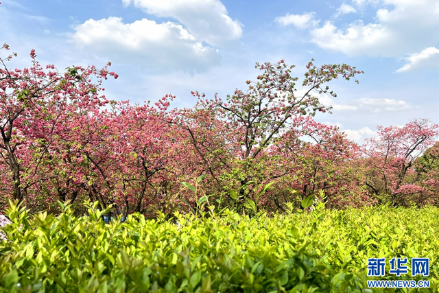 盛开的樱花（3月26日摄）。新华网发（程慧 摄）