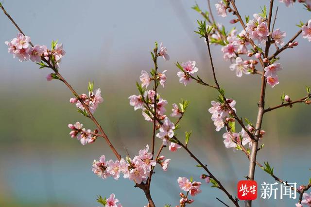 图为滨江边桃花开放