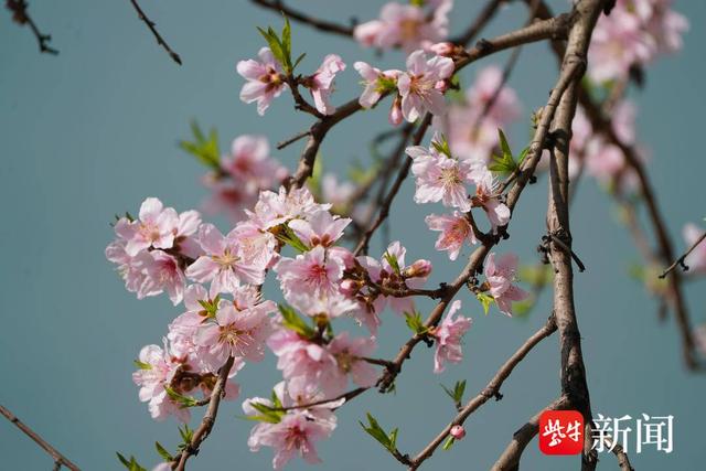 图为滨江边桃花开放