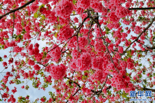 盛开的樱花（3月26日摄）。新华网发（徐宝 摄）