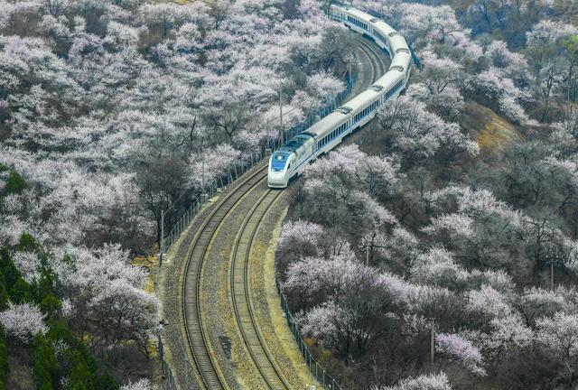 近日，北京市居庸关长城景区山桃花开，花海中的列车、长城上的游客与春景，勾勒出一幅幅美丽的画卷。新华社发（刘满仓摄）