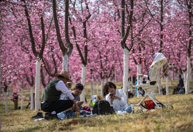 游客在宜良县山后樱花谷樱花树下休闲。新华社记者 陈欣波 摄