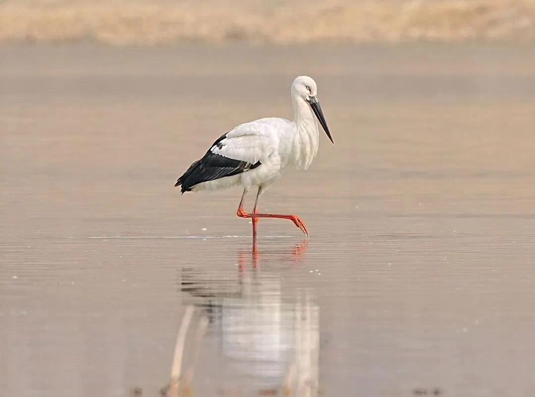 "鸟中国宝"东方白鹳"做客"沙河水库!_新浪财经_新浪网