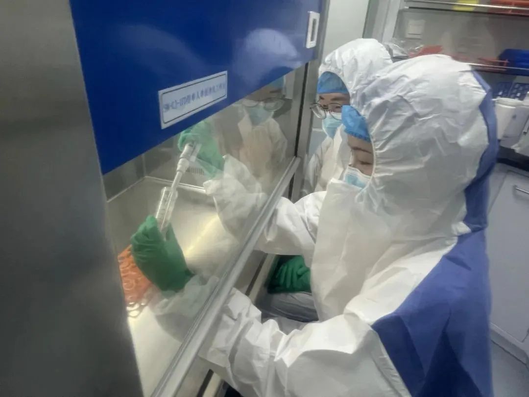 团队成员在实验室提取古DNA