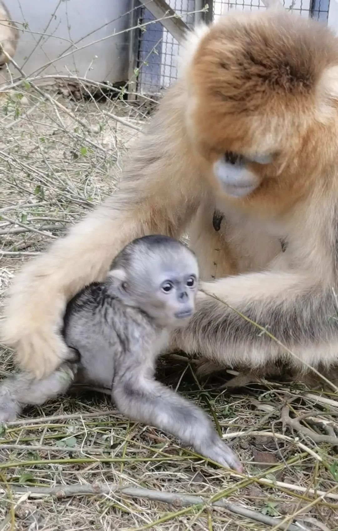 刚出生一周的猴宝宝。保育员黄磊 摄