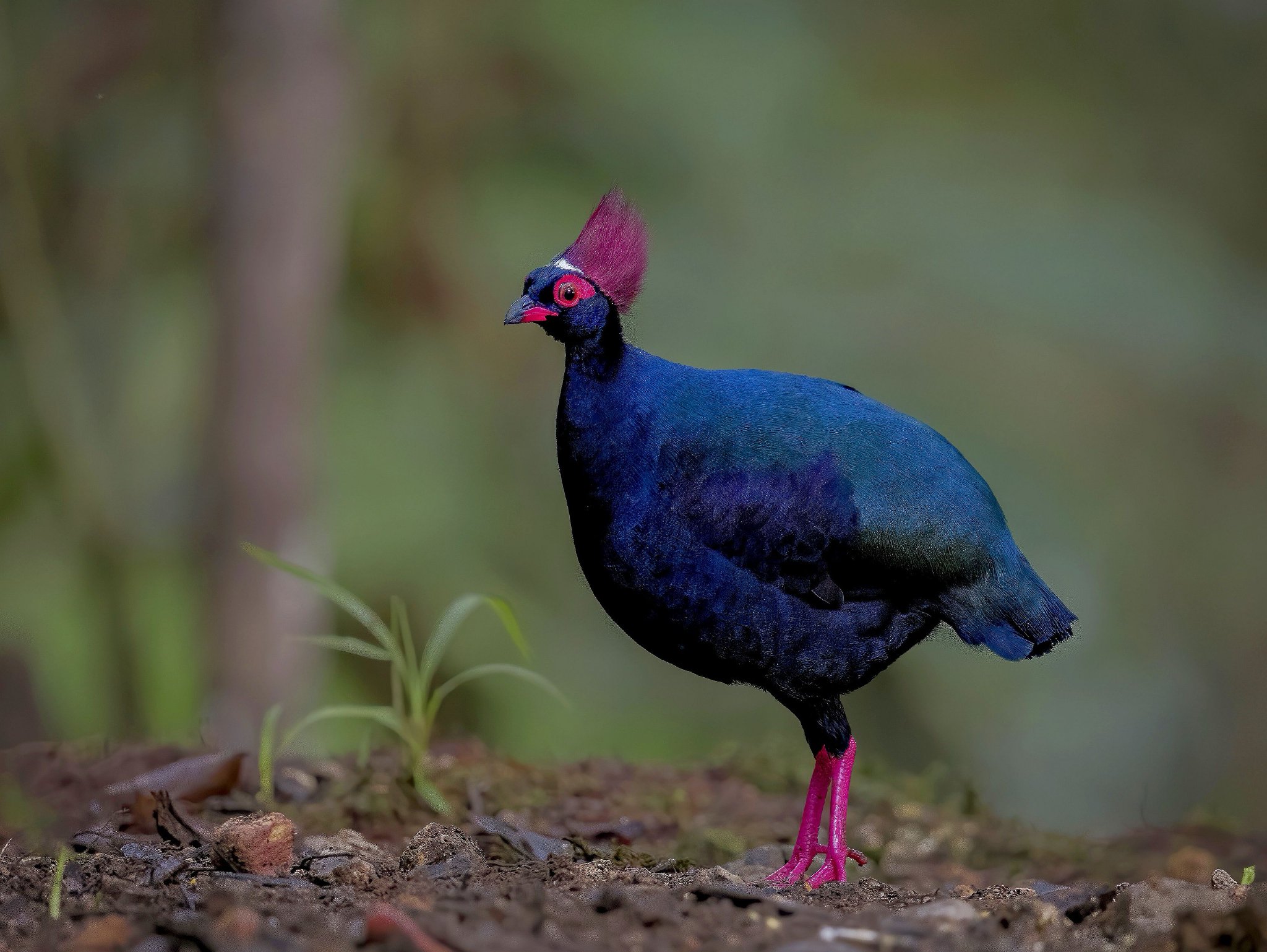 雄视,红头山鹧鸪,翁金祥 摄白颊蕉鹃,杨骏 摄白颈岩鹛,杨骏 摄凤凰于