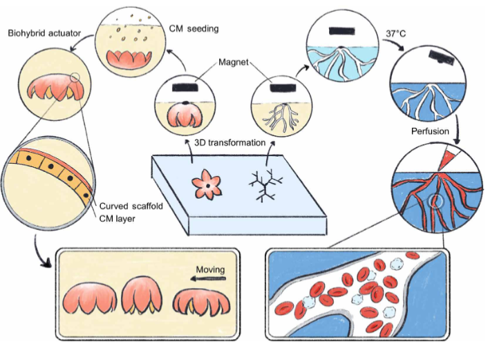 （来源：Science Advances）