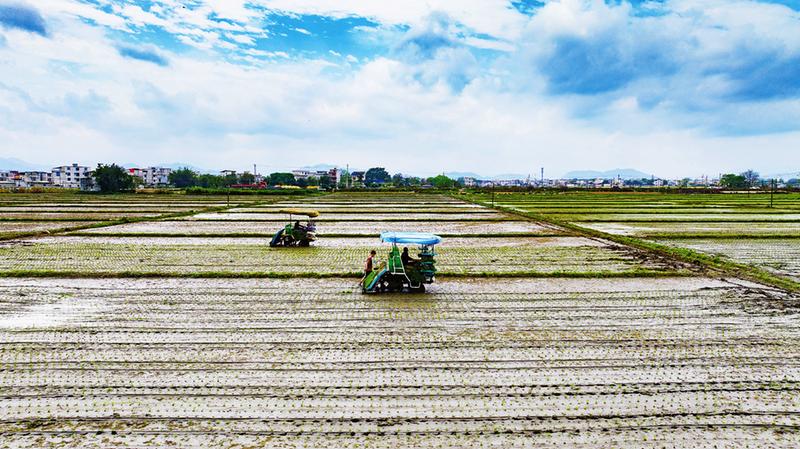 宾阳县村民利用农耕机进行春耕生产，作业效率大幅提高。（罗桂源 摄）