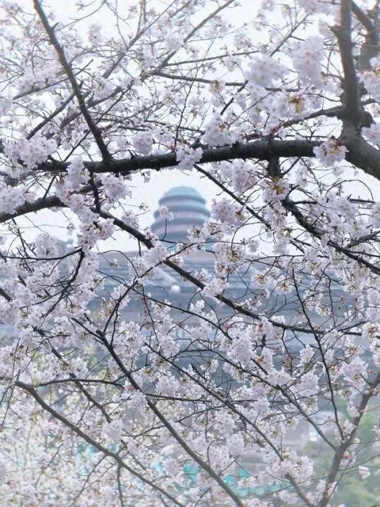 武汉大学樱花盛开.