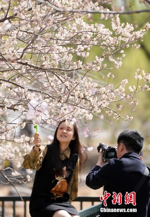 3月28日上午，北京沙尘过后天气放晴，玉渊潭公园的早樱绽放，吸引众多市民和游客前来赏花拍照。中新社记者 张炜 摄