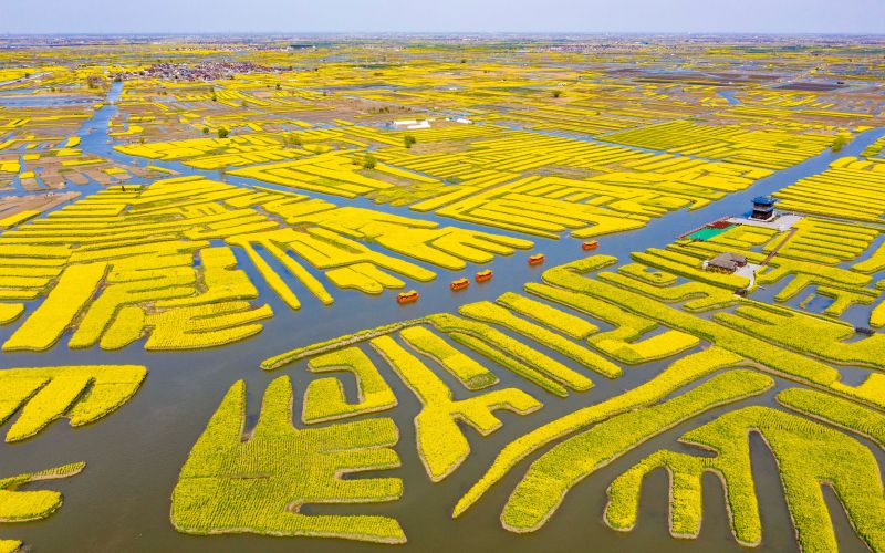 江苏兴化,春日的垛田上,油菜花盛放.资料图片/周社根 摄