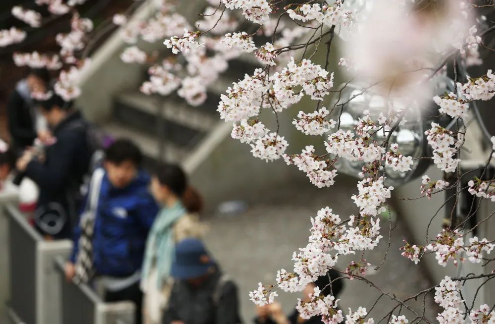 2016年4月1日，在日本首都东京，游客在千鸟渊赏樱。新华社记者刘天摄