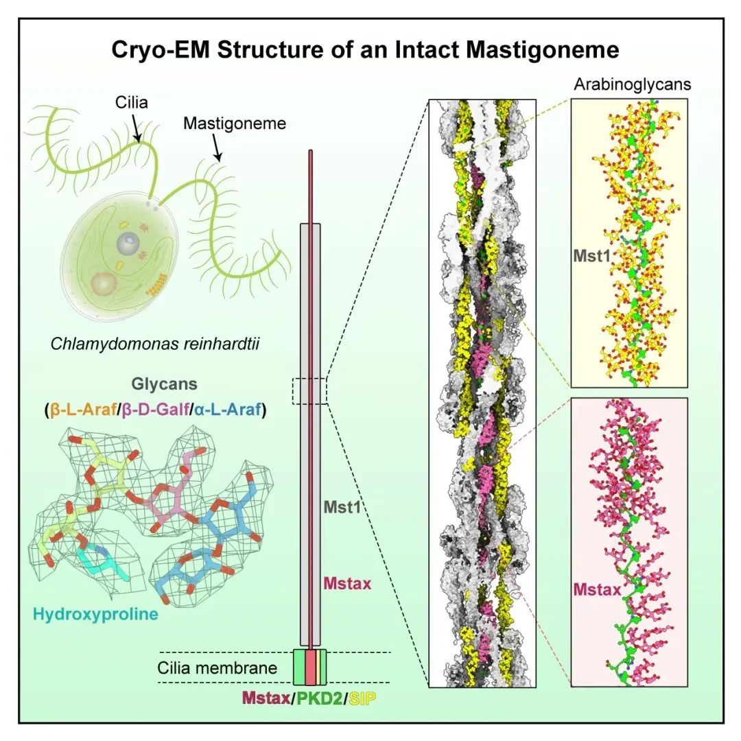 复杂糖基化修饰介导莱茵衣藻纤毛重要蛋白质复合物组装的分子机制  本文图均为 北京生物结构前沿研究中心微信公众号 图