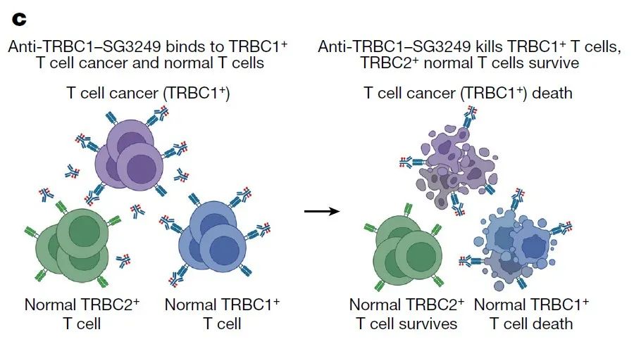 ▲靶向TRBC1的ADC表现出杀伤TRBC1阳性癌变细胞和正常细胞的活性（图片来源：参考资料[1]）
