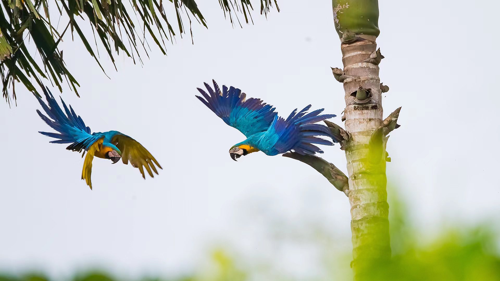 爱情之舞,蓝黄金刚鹦鹉,顾云芳 摄