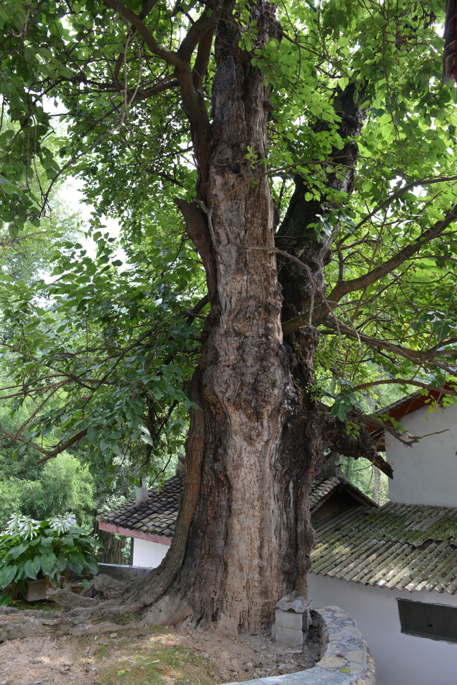 △康县大堡镇宋坝村有一株“西北桑王”，树龄千年，树高8米、冠幅20米