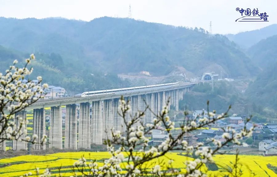 高铁列车驶出隧道，与桥下民居、花田、山林共同勾勒出明丽春景。于兰 摄