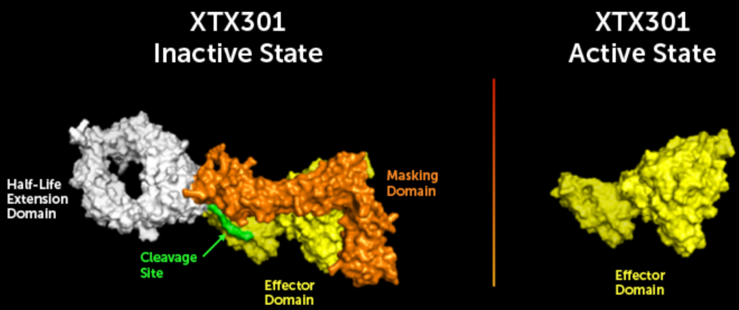 ▲XTX301蛋白（图片来源：Xilio Therapeutics公司官网）