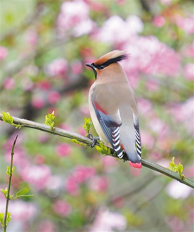 小太平鸟.钱斌 摄